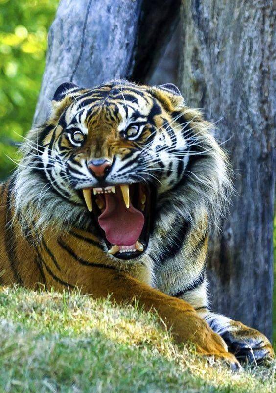 原创多数人不知道的老虎另一面, 森林之王如此厉害!