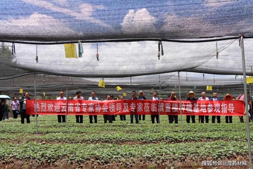 云南中药材滇重楼昆明第一家滇重楼种植示范基地在嵩明挂牌