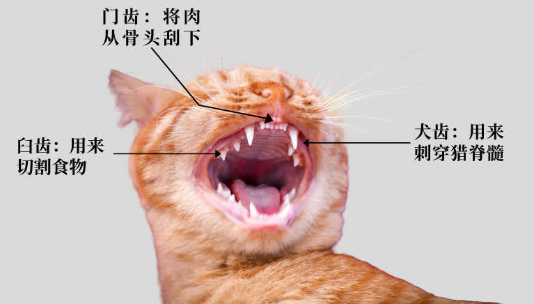 猫咪简直就是天生的好猎手,因为它的身体构造