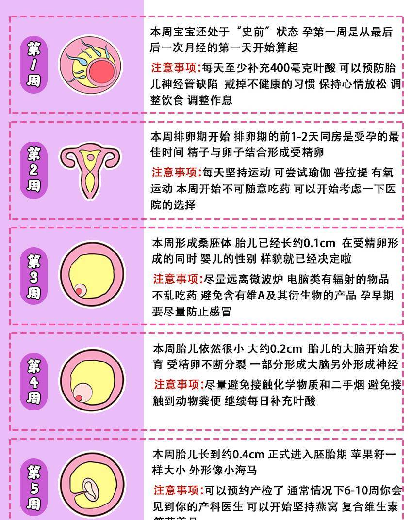 原创孕期40周胎儿发育过程图&注意事项