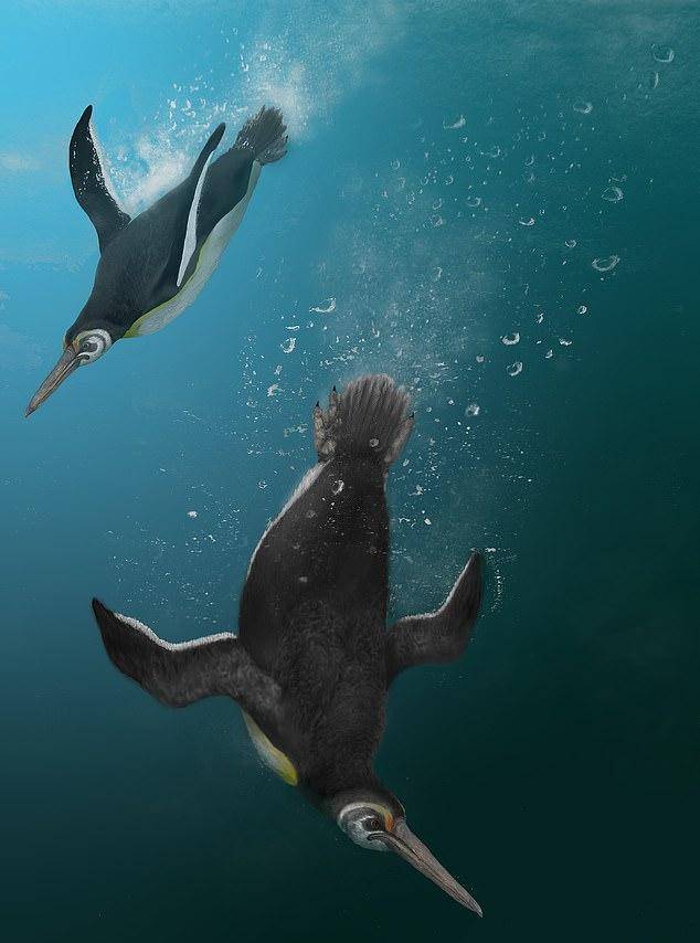 6600万年前发生了什么?天空中的巨型企鹅,放弃飞行改学游泳