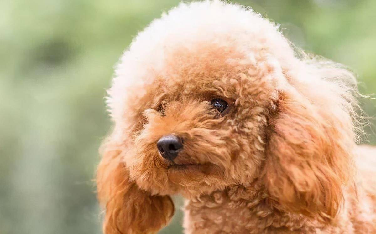 原创如果泰迪犬有这"6种行为",那么恭喜你,它承认你这个主人