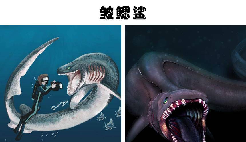 原创科学家在深海里发现的8种神秘而又怪异的生物