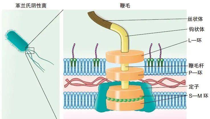 原创科学家发现细菌鞭毛马达及结构,"零件"多如机器,每秒2400转