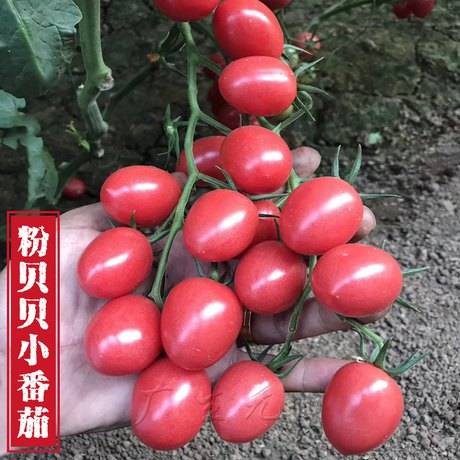 粉贝贝小番茄种子 樱桃小西红柿种