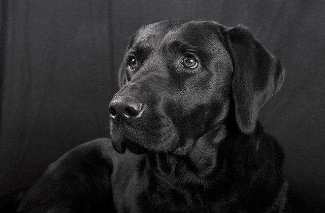 "黑色"的拉布拉多犬,为什么很多人想养?这几点是原因!