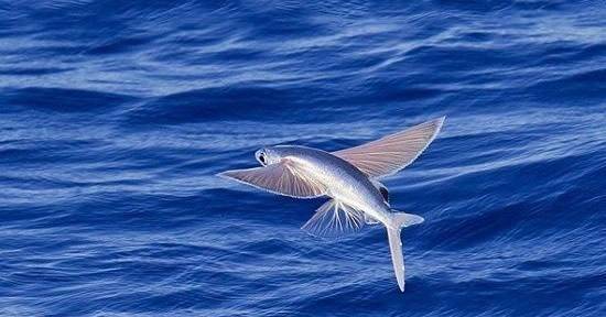 会飞的鱼你见过吗?能跃出水面10几米,最远飞行100多米