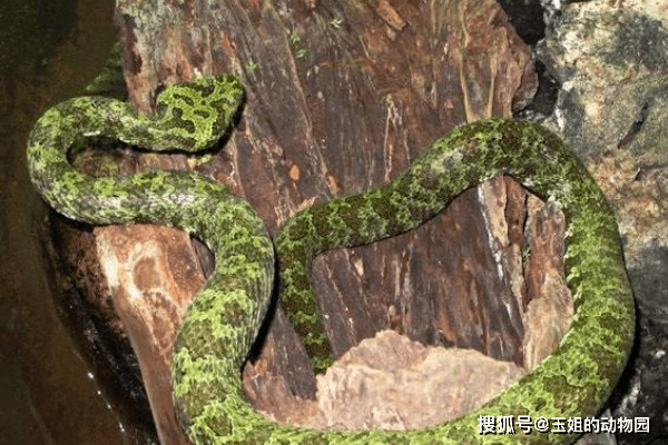 排名第一的莽山烙铁头,和眼镜王蛇比起来怎样?是否有一战之力?