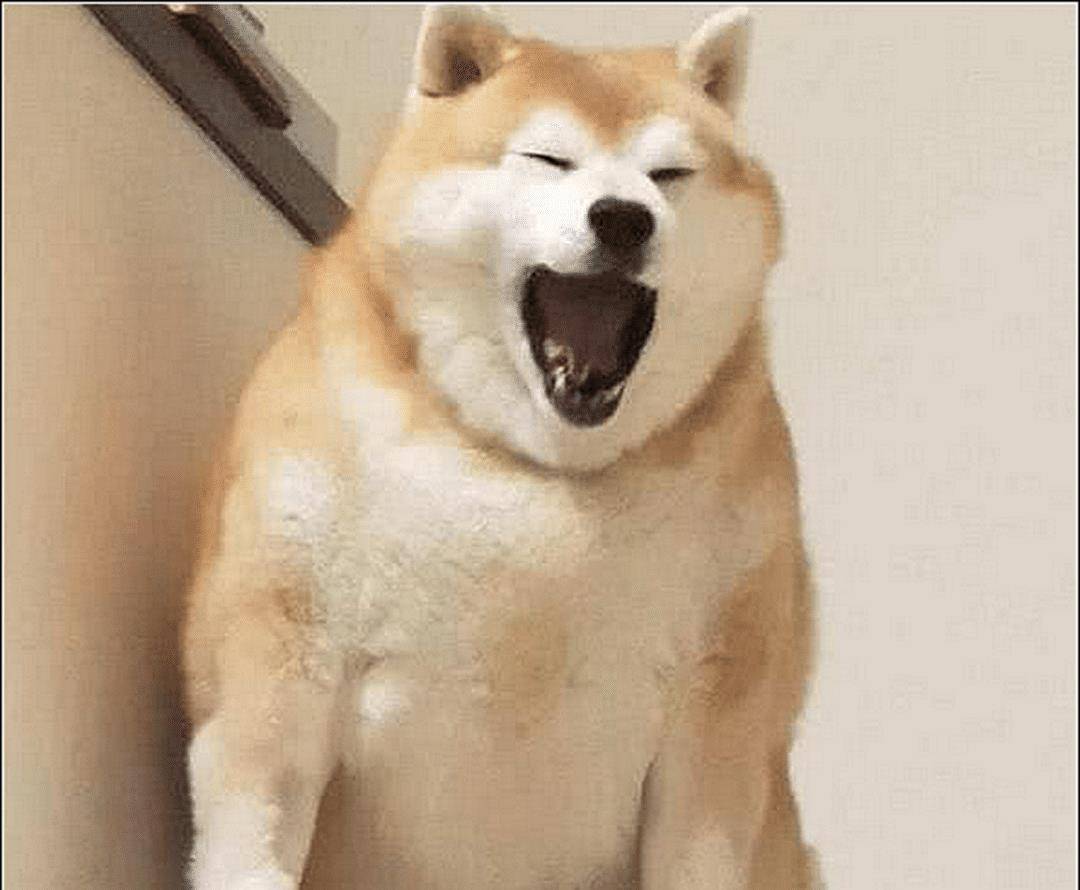 柴犬正在打哈欠,男主拿起手机准备偷拍,狗子的反应贼精了