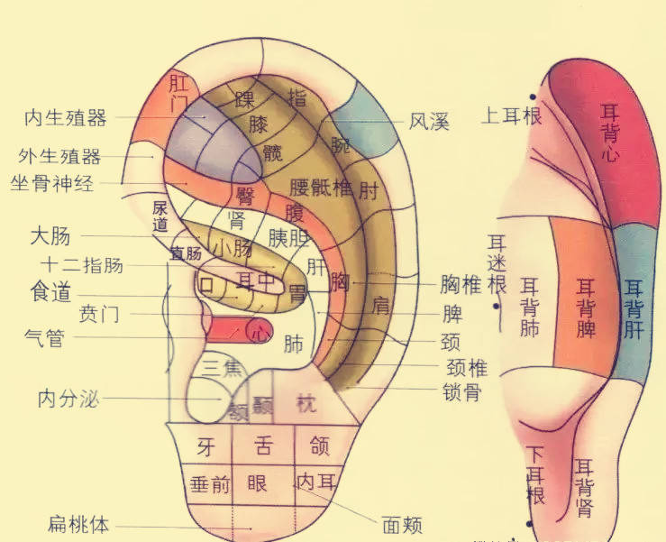 而且耳朵周围的穴位也很多.