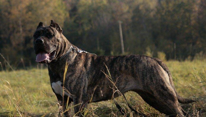 原创世界上最凶猛,最危险的3种猛犬,被许多国家禁止饲养
