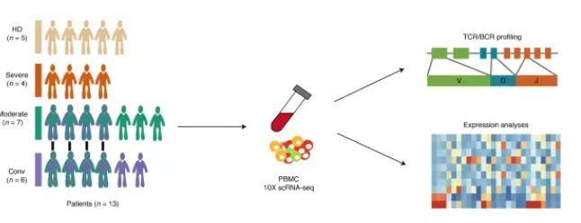 10xgenomics单细胞测序在新冠肺炎研究中的应用