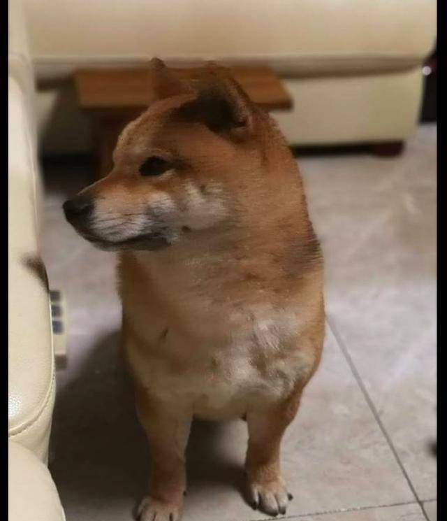 原创主人做的汤没给柴犬喝,它委屈巴巴的把头搭沙发上:谁也别理我!