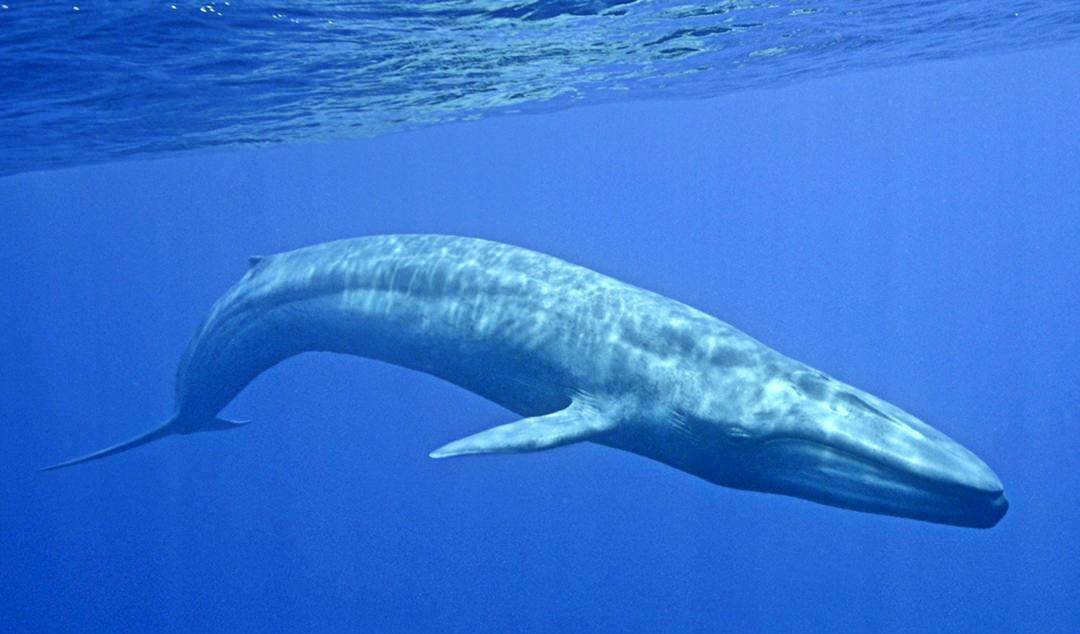 原创蓝鲸有天敌的吗?年轻体弱的有,虎鲸和鲨鱼