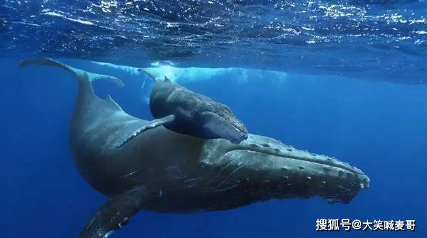 原创海中最"欠揍"的座头鲸,骚扰他人只图一乐呵!虎鲸:做个人吧!