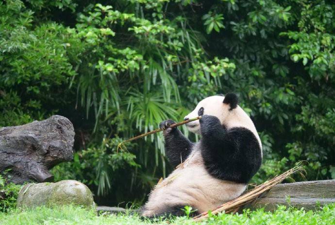 重庆动物园25岁大熊猫灵灵去世,网友:又一个生灵离开