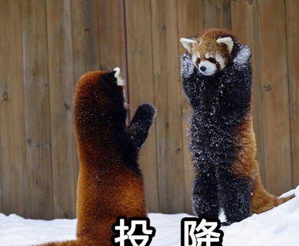 原创小熊猫向饲养员求抱抱,被拒绝后,生气的表情让人笑喷