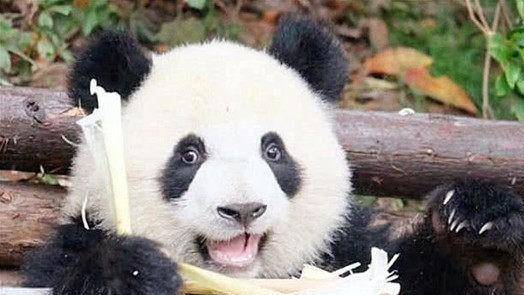 熊猫坐在地上吃竹子,过一会儿却画风突变,这操作是跟
