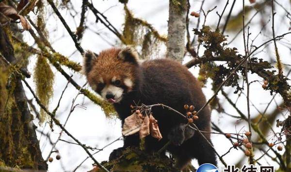 野生小熊猫出门觅食,众多网友关注,圈粉无数!