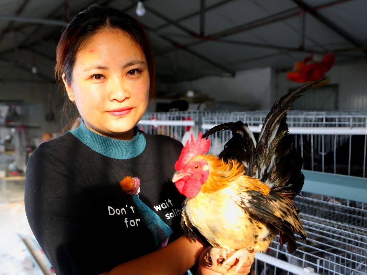 原创这位大学女生返乡创业培育销售中国观赏鸡生意还不错事业有前途