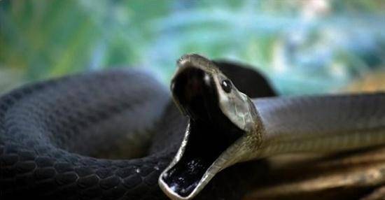 自然界的"暴躁小哥",不是世界最毒的蛇,却是世界上最致命的蛇