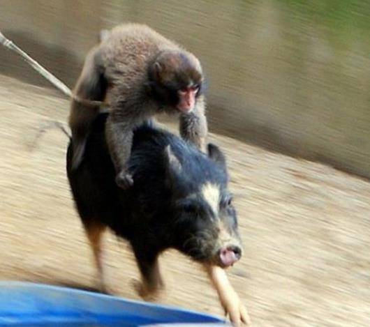 原创动物园版的西游记:猴子与猪成了好朋友,每天都会骑在猪背上玩耍