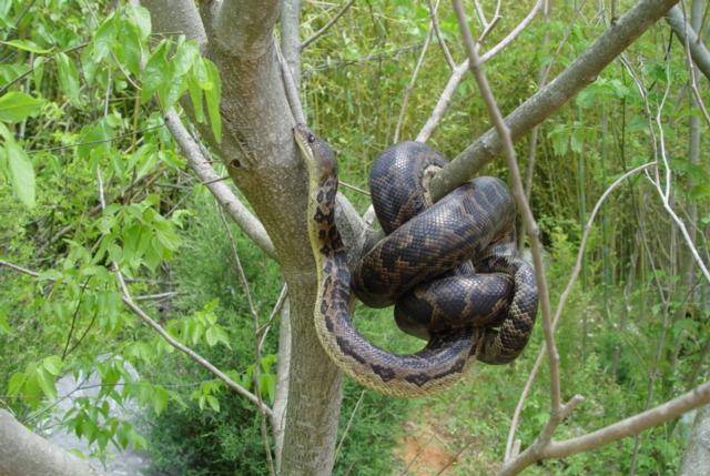 古巴树蚺:古巴岛上最大的蛇