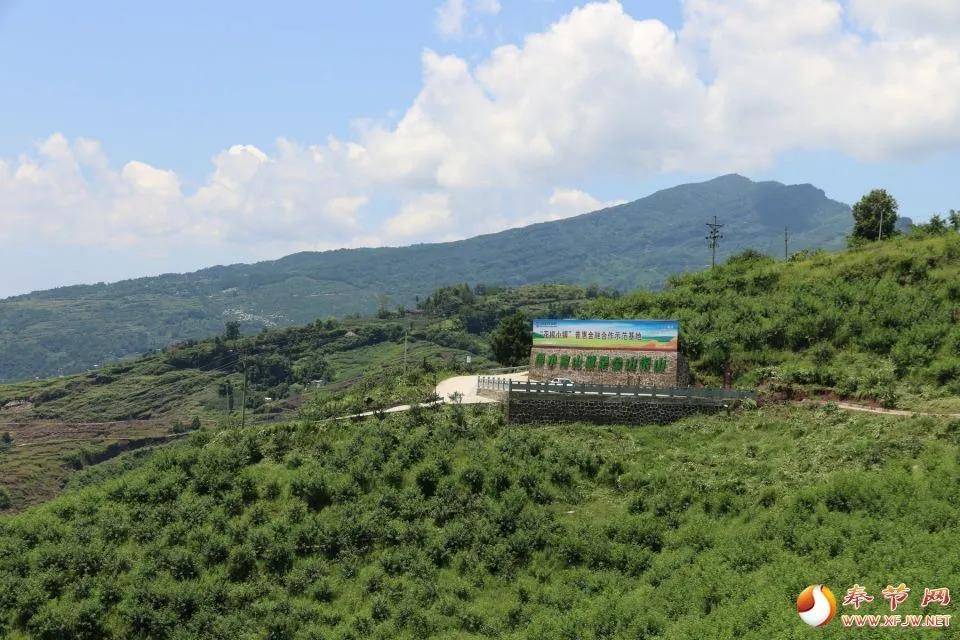 奉节花椒产业让荒田变绿地 绿地变"银行"_石岗乡