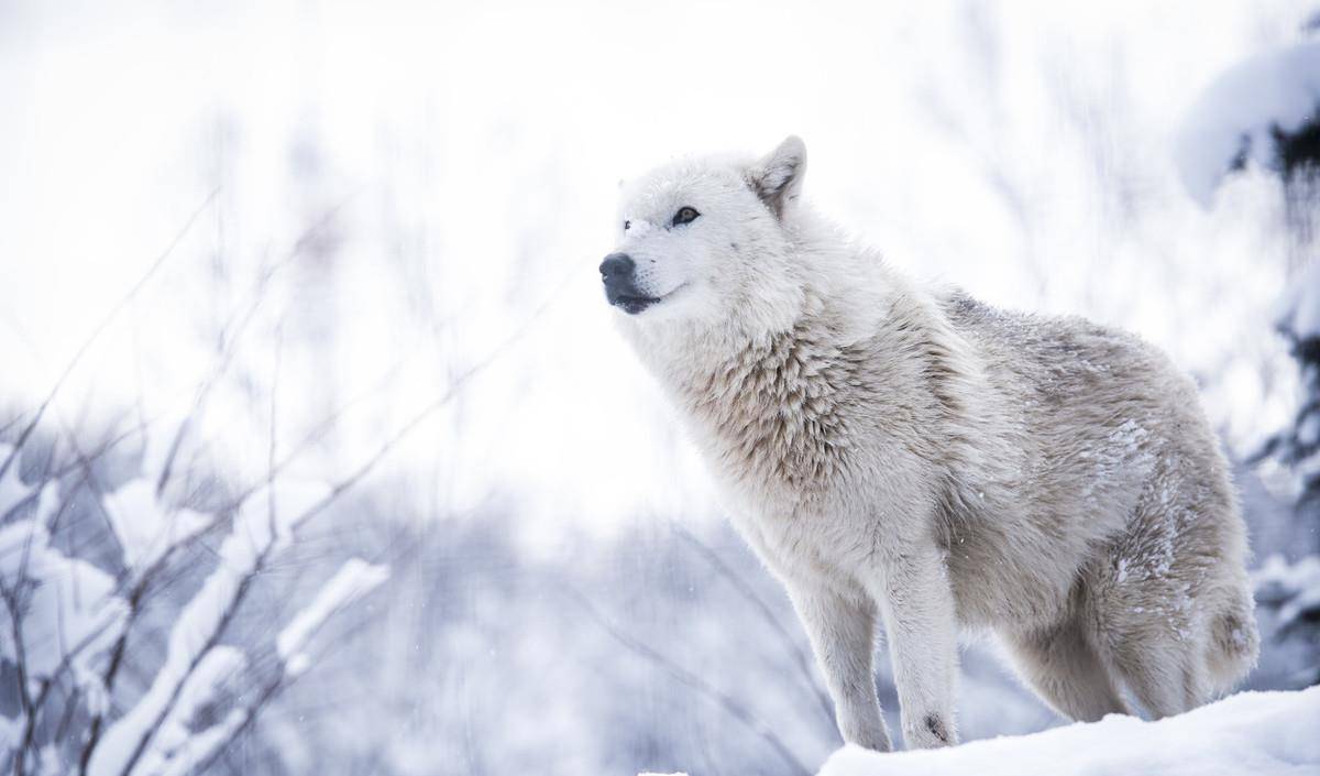 原创野生动物保护雪狼濒临灭绝的雪狼皮毛多为茶色和暗灰色