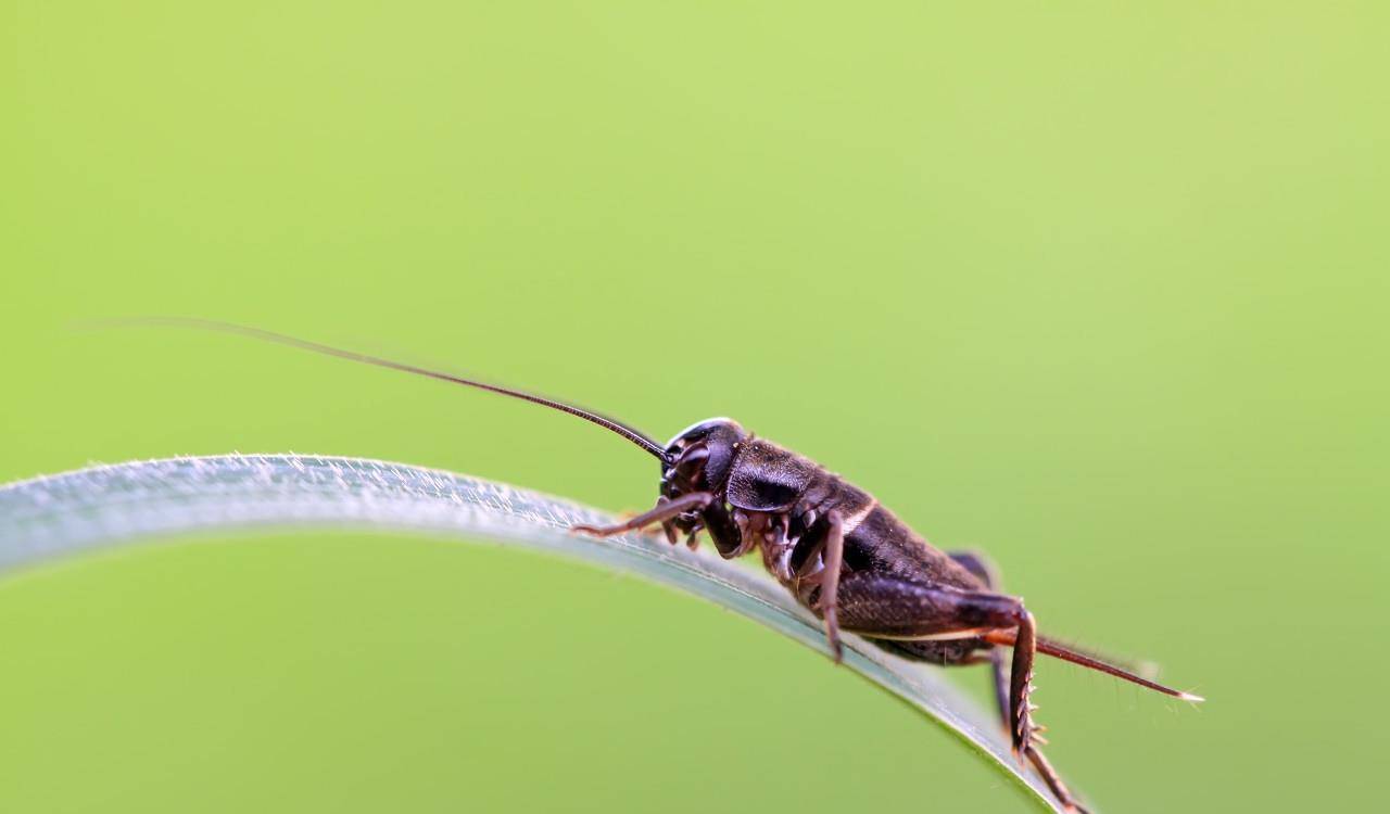 原创蟋蟀无脊椎动物,昆虫纲,直翅目,蟋蟀总科