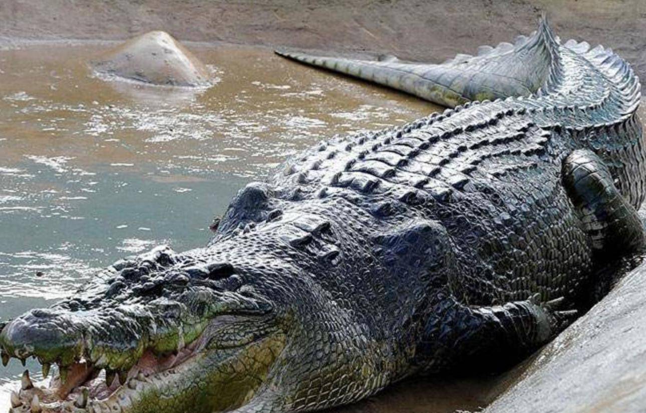 为现代23种鳄鱼品种中最大型的一种,也是现存世界上最大的爬行动物