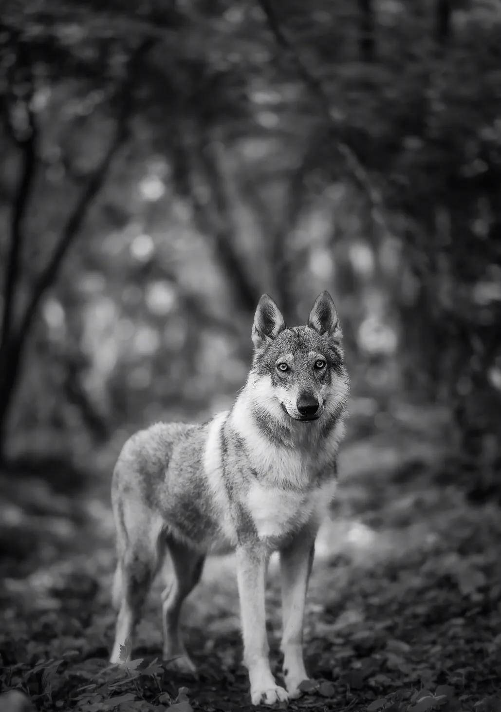 捷克狼犬最接近狼的犬种
