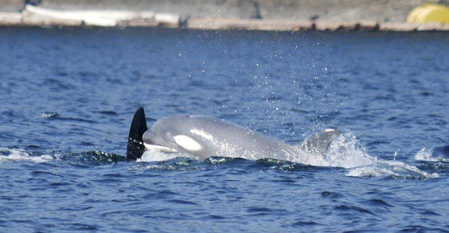 神奇!加拿大海洋学家目击到极罕见白化虎鲸