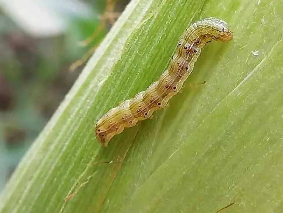 病虫害科普丨棉铃虫的危害与防治