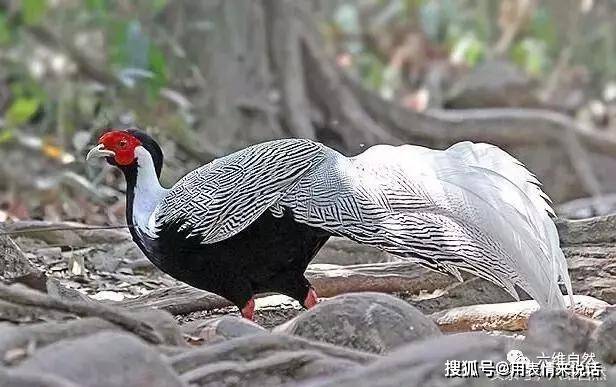 原创金鸡贺岁之广东省鸟白鹇鸟,曾是清朝官服的图案
