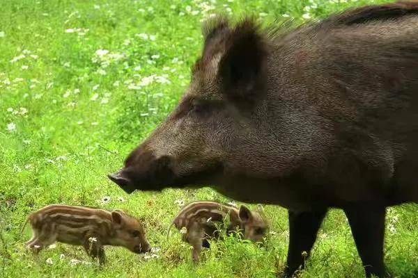 野猪是保护动物国家禁止猎杀,可是农民种的庄稼经常被
