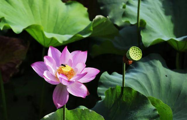 一大波美图来袭~让泸州这些地方的荷花,唯美你的夏天