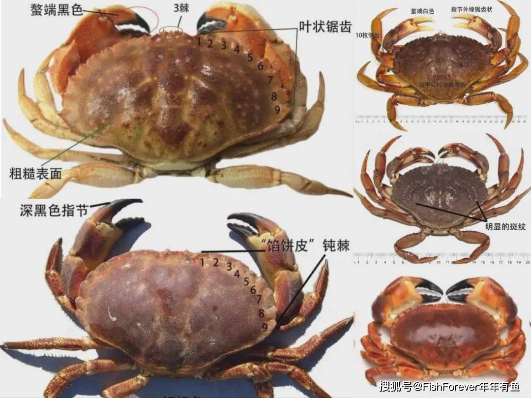 黄道蟹种类这么多你吃过哪些都了解吗