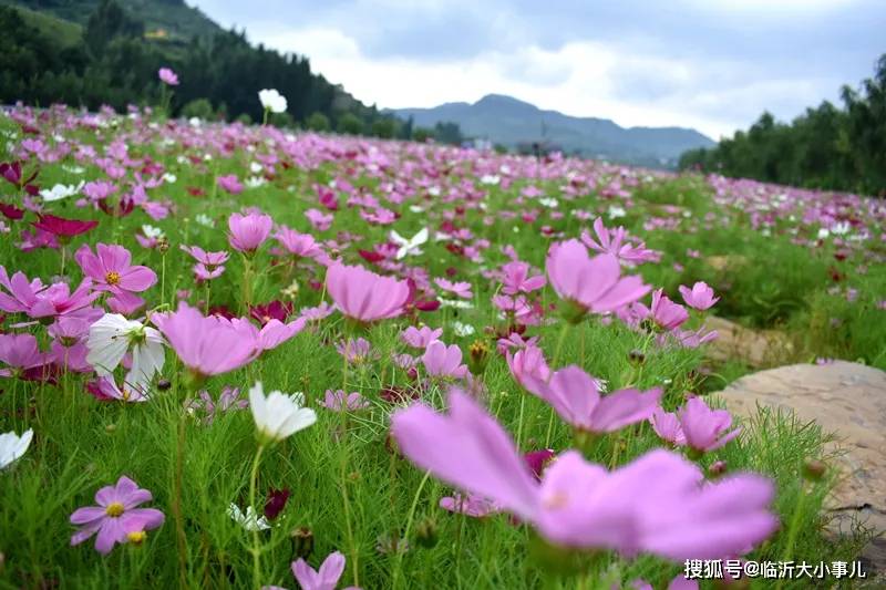 蒙阴县岱崮镇:格桑花海成游客打卡地