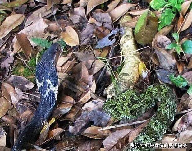 8斤莽山烙铁头对决2斤眼镜蛇,最终不敌,靠人出手救巨型毒蛇