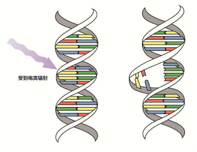 原创日本惊现基因突变的"双头龟,是受核辐射的影响吗?