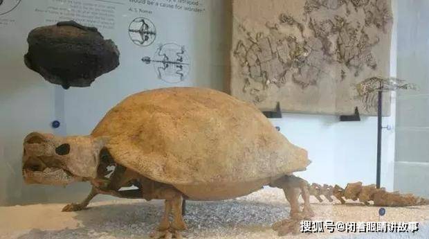 生活了3000万年最巨型陆龟,卷角龟却被人类用300年吃灭绝