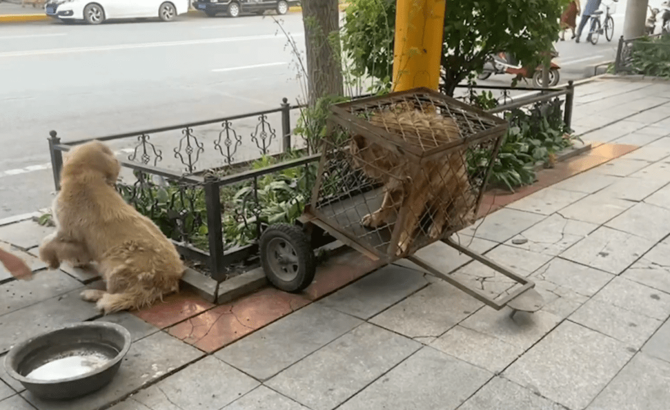 东北:都快被送进狗肉馆了,金毛还保持对人类的信任,获救后的笑容太