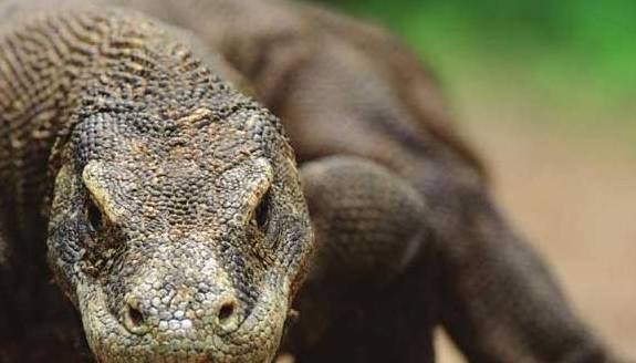 原创世界上最大的蜥蜴,遇到它,剧毒无比的眼镜蛇也只能成为盘中餐!
