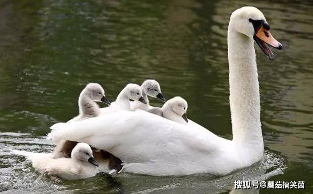 法一对天鹅带十几只幼崽学游泳小天鹅累了还爬上天鹅背搭便车