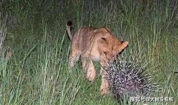 豪猪科 的棘刺比较容易脱