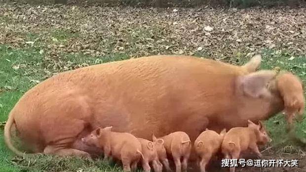 小猪敢调皮母猪就敢踢你出去,谁叫母猪是生一窝呢!