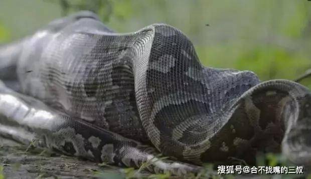 原创蟒蛇是没办法吞大象的,但吞食黑斑羚也吓人