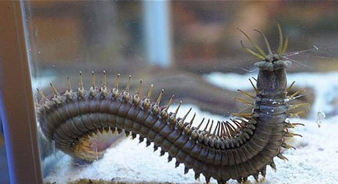 海底最恐怖的存在之一,世界上最可怕的虫子,还会咬人