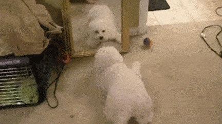 这群二货第一次照镜子,被镜子里的自己吓懵逼了!